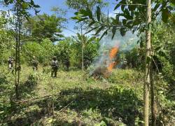 Fotografía que muestra el operativo en el que fueron destruidas las plantas de coca.