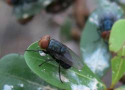 Mosca del gusano barrenador del Nuevo Mundo.