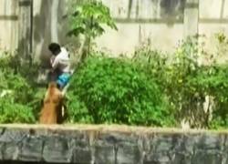 Leona mata a un joven que invadió su recinto en un zoológico de Brasil