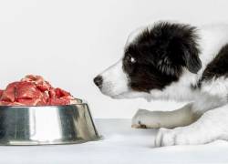 ¿La comida cruda puede ser perjudicial para tu mascota?
