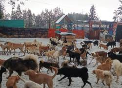 Emergencia en Quito: una fuerte granizada destruyó un refugio y dejó a 900 perros sin protección