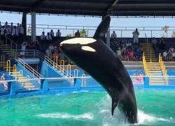 Según Orcanetwork, actualmente hay más de 50 orcas en cautividad en el mundo, la mayoría en Estados Unidos y China.