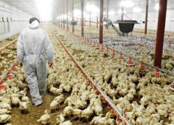 Declaran emergencia en Ecuador por brote de influenza aviar