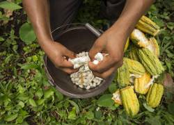 Gracias a las técnicas agrícolas, los agricultores de Cocoa Plan han mejorado su productividad en más del 50%.