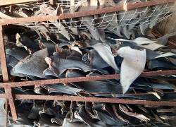 Las aletas de tiburón estaban confinadas en contenedores y expuestas al ambiente.