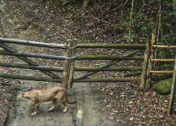 El regreso de los pumas fue registrado en junio de 2020 por una cámara de vigilancia del Sitio Burle Mark, una reserva biológica ubicada en la zona oeste de la ciudad de Río de Janeiro.