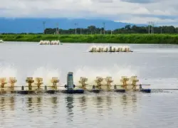 Sistemas de aireación en una finca camaronera en Ecuador.