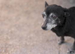 A qué edad envejece un perro según su tamaño y raza: esto revela un nuevo estudio veterinario