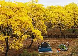 Acampar bajo frondosos guayacanes de hojas amarillas ha quedado grabado en la memoria de todo turista que ha vivido aquella experiencia.