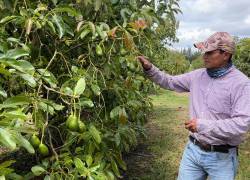 En Ecuador son más de 11.000 actores involucrados en la cadena productiva de aguacate.