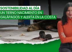 VIDEO | Lluvias e inundaciones, COP17 y un lobito marino que enamora en Galápagos