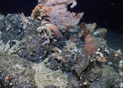Fotografía cedida por la Fundación Charles Darwin de un inmenso, antiguo y prístino arrecife de coral en las profundidades de la reserva marina de las Islas Galápagos, que puede ayudar a entender los entornos oceánicos del pasado y así comprender mejor la crisis climática moderna.