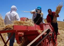 Los bajos precios del trigo han hecho que los agricultores migren a otros cultivos.