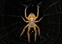 Las arañas añudan a eliminar plagas.