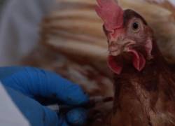 Alerta por primer contagio de gripe aviar en Ecuador: se presume contacto directo con aves