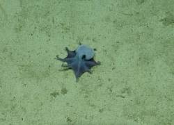 El pulpo azul tiene un patrón de color que le ayuda a protegerse.