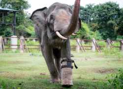 Elefante perdió una pata en una trampa, pero eso no lo detuvo: ahora camina con prótesis.