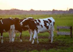 La ganadería es un factor clave para el desarrollo sostenible en la agricultura del país.