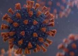 Khosta-2: descubren en Rusia nuevo y preocupante coronavirus