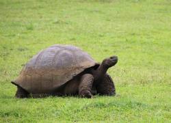 Jonathan, descansando en las islas de Santa Elena, Gran Bretaña. Foto: EFE