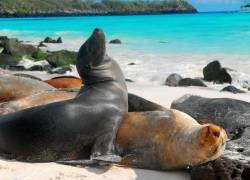 Ecuador anunciará en cumbre de Glasgow un proyecto importante para las Islas Galápagos