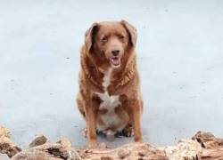 Bobi, el perro más longevo del mundo, muere en Portugal a los 31 años de edad.