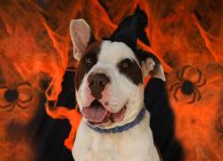 UBAWEEN: un festival en Quito que promueve la adopción responsable