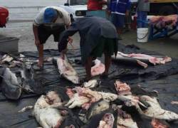Pescadores faenan varios tiburones que fueron capturados incidentalmente en las costas de Ecuador.