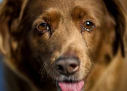 Bobi, el perro más longevo del mundo, fallece a los 31 años