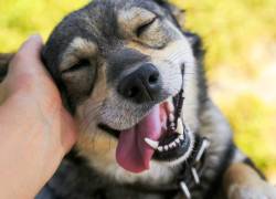 Los perros también producen lágrimas cuando se reencuentran con sus dueños.