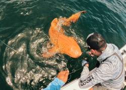 Descubren en Costa Rica el primer tiburón nodriza naranja del mundo