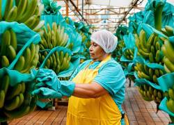 Con el registro de plantaciones se busca fortalecer las regulaciones para ordenar la producción y proteger la cadena exportadora de banano.