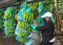 Una finca bananera en El Triunfo, en Guayas, en febrero de 2022.