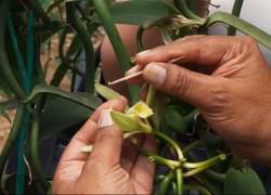 Una persona sostiene una planta de vainilla.