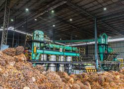 La producción de palma africana a nivel nacional fue de 2.05 millones de toneladas métricas en el año 2023.