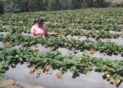 Los ecuatorianos podrán aplicar a puestos de trabajo para la temporada de recolección de fresa, frutos rojos y cítricos, entre diciembre de 2021 a junio de 2022.