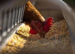 El Ministerio de Agricultura de China confirmó el miércoles un brote de la cepa H5N8 de influenza aviaria en una bandada de aves salvajes.