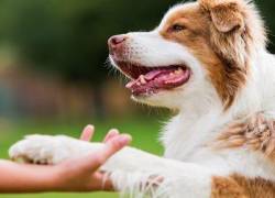 'Perritón' en Quito para apoyar a perros abandonados este domingo 21 de julio
