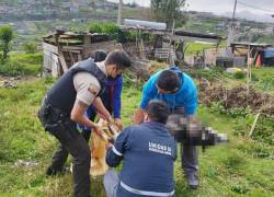 Mujer ahorcó a un perro en el sur de Quito y podría recibir prisión de tres años.