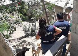 Municipio de Quito rescató a caninos víctimas de violencia física.