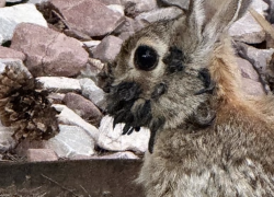 Conejos con tentáculos causan preocupación en Estados Unidos.