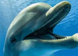Para los delfines nariz de botella es el sabor de la orina y sus chillidos característicos lo que les permite reconocer a sus amigos.