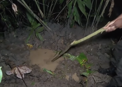 Cuerpos hallados en una fosa.