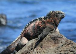 CITES CoP20: Por qué Ecuador pide proteger las iguanas terrestres y marinas