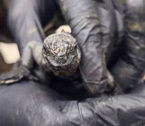 Fotografía que muestra a una de las 32 iguanas rescatadas.