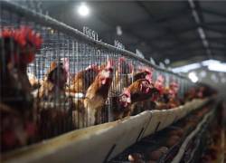 Técnicos tomaron muestras en granjas avícolas en Latacunga, Cotopaxi, donde se detectó un caso de influenza aviar.