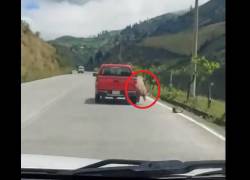 Video capta crueldad con borrego que corre amarrado a una camioneta en una vía de Riobamba