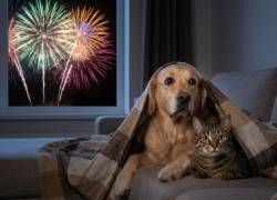 Fuegos artificiales en Año Nuevo: qué precauciones tomar para proteger a perros y gatos