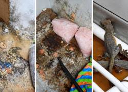 Los congeladores del chifa contenían proteínas, cuyos líquidos se encontraban mezclados con otros insumos, además de lagartijas gélidas.