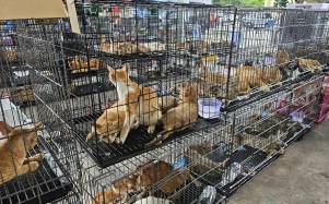 Rescatan a 400 gatos destinados al comercio ilegal de carne en Vietnam